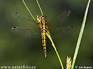 Black-tailed Skimmer F