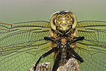 Black-tailed Skimmer F