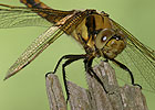 Black-tailed Skimmer F