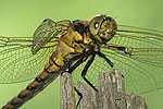 Black-tailed Skimmer F