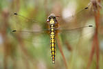 Black-tailed Skimmer F