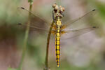 Black-tailed Skimmer F