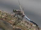 Black-tailed Skimmer M