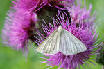 Black-veined Moth