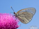 Black-veined White