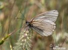 Black-veined White