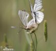 Black-veined White