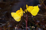 Bladderwort