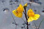 Bladderwort