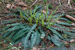 Blechnum spicant