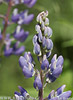 Blomsterlupin