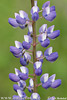 Blomsterlupin