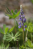 Blomsterlupin