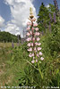 Blomsterlupin