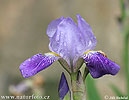 Blue Flag Iris