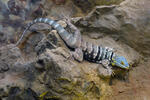 Blue Rock Lizard