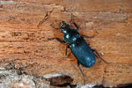 Blue Stag Beetle