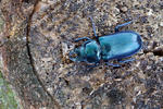 Blue Stag Beetle