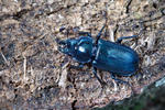 Blue Stag Beetle