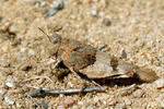 Blue-winged Grasshopper