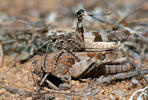 Blue-winged Grasshopper