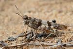 Blue-winged Grasshopper