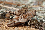 Blue-winged Grasshopper