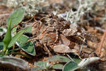 Blue-winged Grasshopper