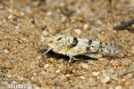 Blue-winged Grasshopper