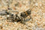 Blue-winged Grasshopper