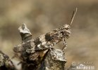 Blue-winged Grasshopper