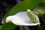 Bog Arum