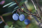 Bog Bilberry