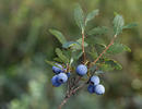 Bog Bilberry