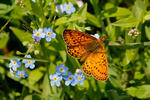 Bog Fritillary