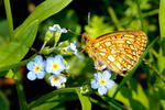 Bog Fritillary