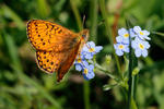 Bog Fritillary