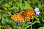 Bog Fritillary