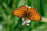 Bog Fritillary