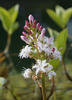 Bogbean