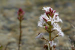 Bogbean