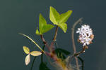 Bogbean