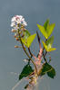 Bogbean