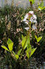 Bogbean