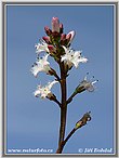 Bogbean