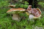 Boletus edulis