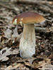 Boletus edulis