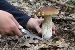 Boletus edulis