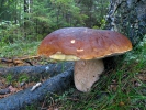 Boletus edulis