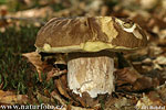 Boletus reticulatus